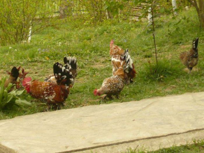 10367138_1450229225231605_1915762419791065974_n