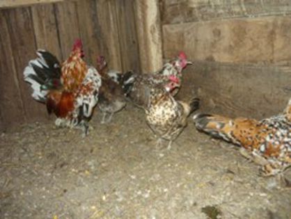 10509697_1451844048403456_6334266583658184379_n