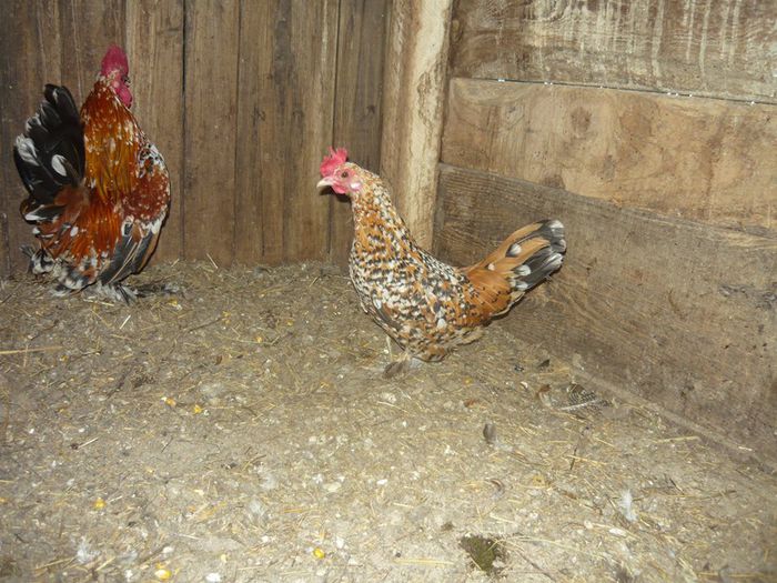 10341438_1451836881737506_8945086245351663187_n