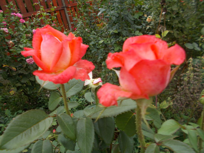 DSCN6839 - Konigin der Rosen