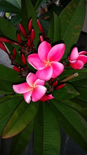 20151010_092524 - Plumeria