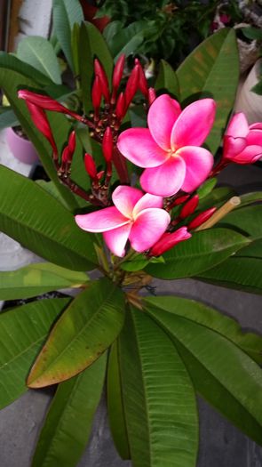 20151010_092453 - Plumeria