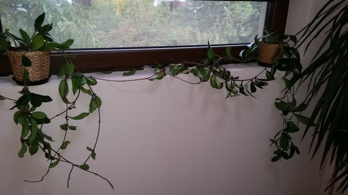 20151010_092427 - Hoya