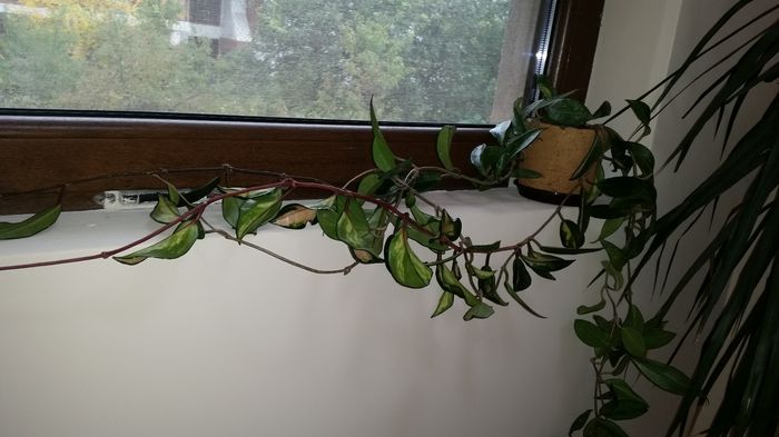 20151010_092417; Hoya Tricolor
