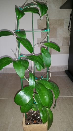 20151010_092253 - Hoya