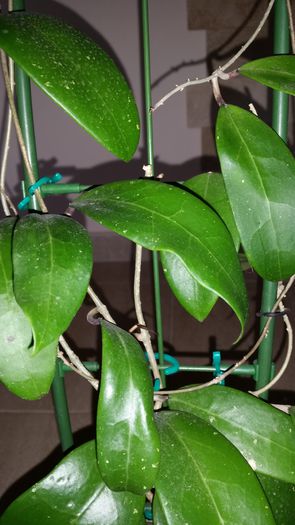 20151010_092301; Hoya Bicolor
