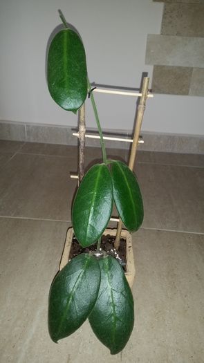 20151010_092204 - Hoya
