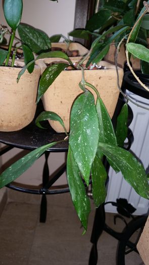 20151008_163411 - Hoya