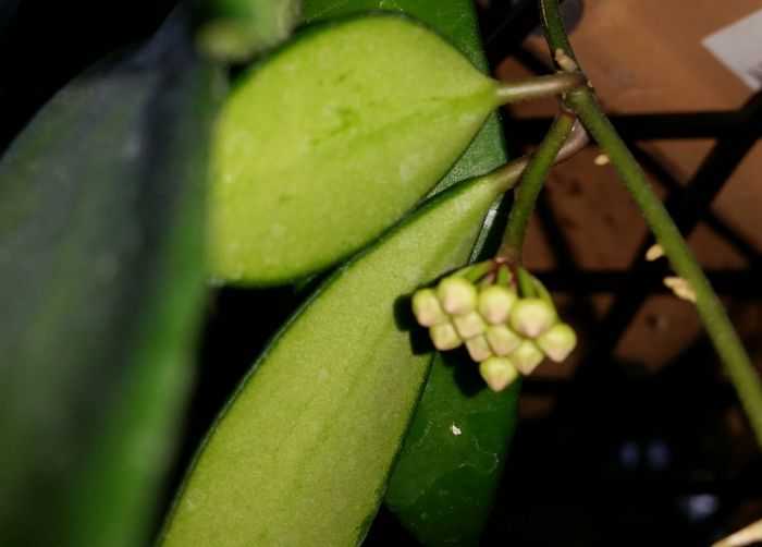 20151008_163014-1; Hoya Davidcummingii
