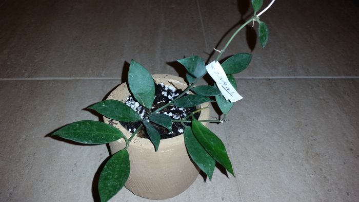 20151007_192155 - Hoya