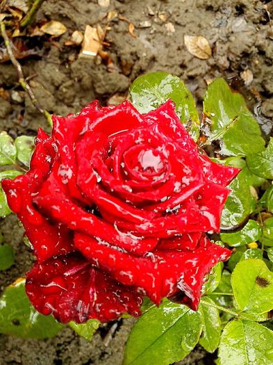 TH.Nr.76 - 0 TRANDAFIRI DIMOV 2015