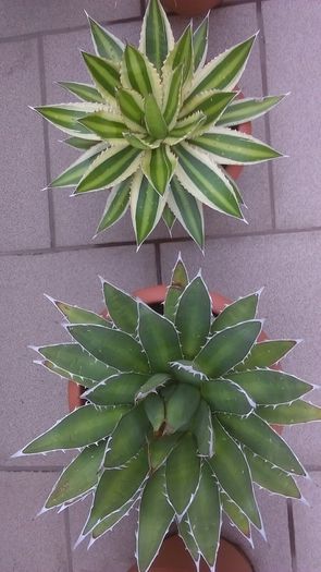 Agave lophantha quadricolor & Agave horrida - Cactusi si alte suculente 2015