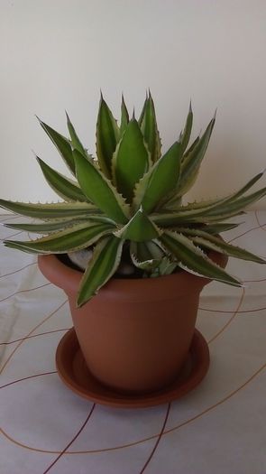 Agave lophantha quadricolor - Cactusi si alte suculente 2015