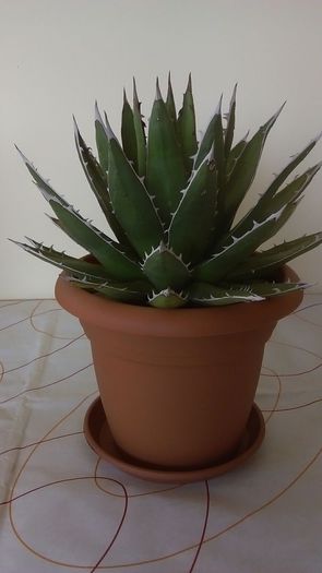 Agave horrida - Cactusi si alte suculente 2015