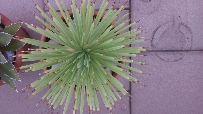 Agave striata f. minima (Hedgehog agave) - Cactusi si alte suculente 2015