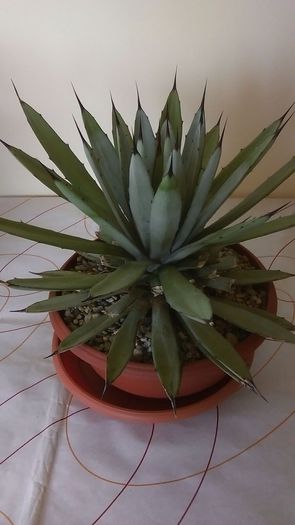 Agave macroacantha (Blue agave) - Cactusi si alte suculente 2015