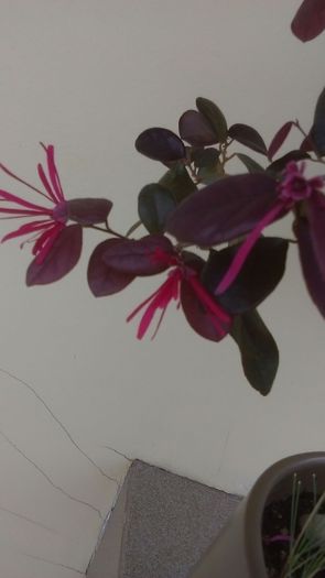 Loropetalum chinensis, detaliu - Bonsai si prebonsai 2016-2017