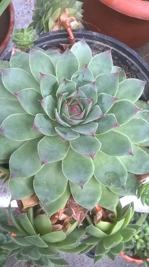 sempervivum