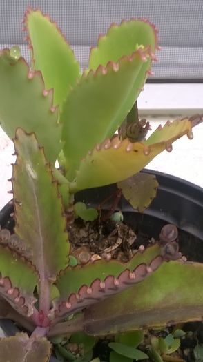 WP_20151010_15_40_37_Pro