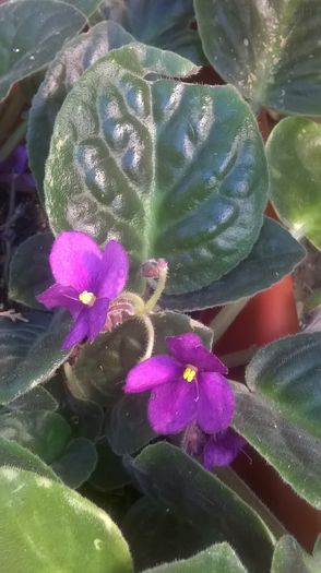 WP_20150909_12_21_39_Pro - Alte flori