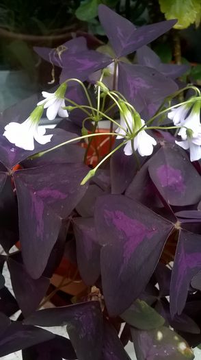 WP_20151010_15_41_18_Pro - Alte flori