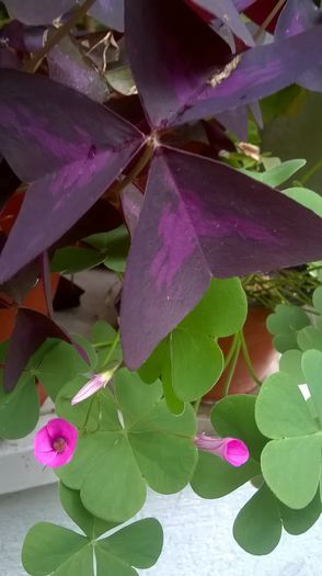 WP_20151010_15_41_48_Pro