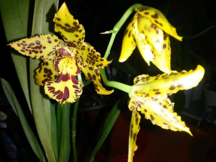 Odontocidium Hansueli Isler 2015.10.11 2