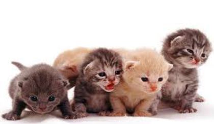 4 pisicute dragalase - Pisicute frumusele