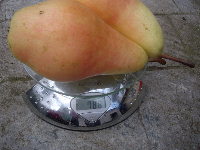 IMGP9041