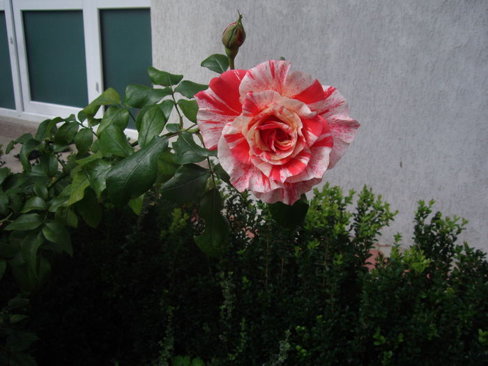 IMGP9053