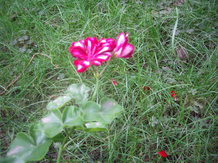 IMGP9056