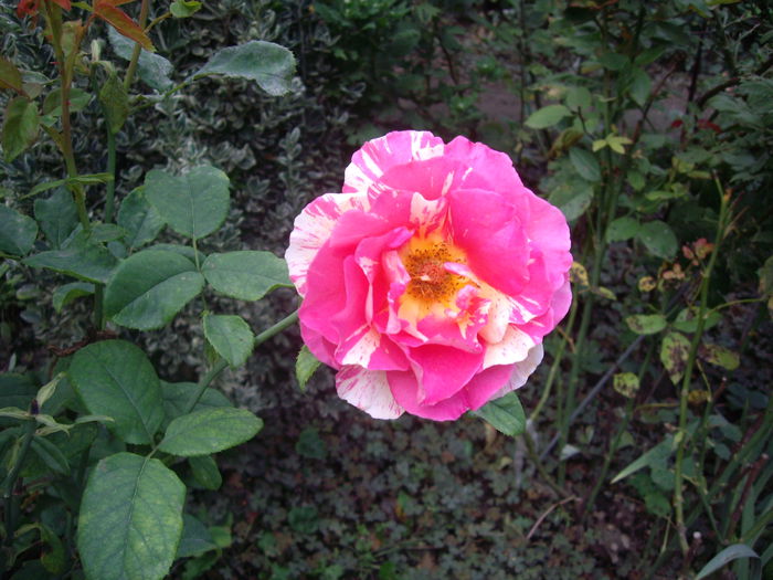 IMGP9060