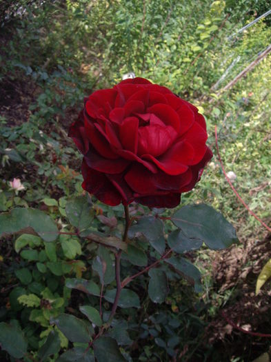 IMGP9065