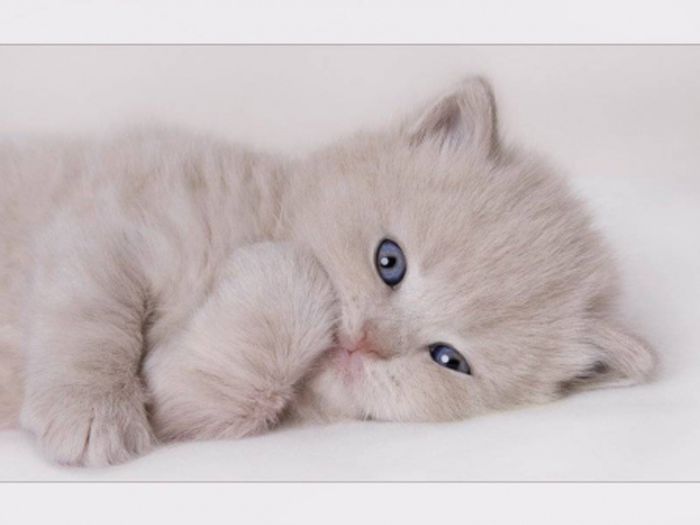 Little White Cat - Pisicute frumusele