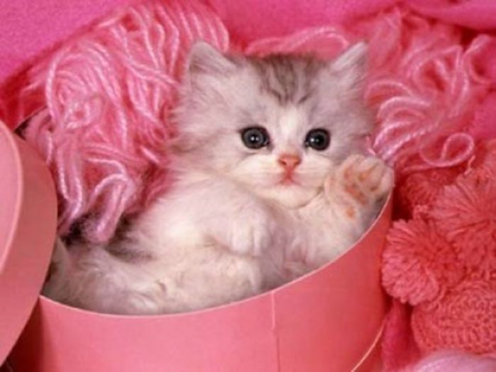 My Pink Present cat - Pisicute frumusele