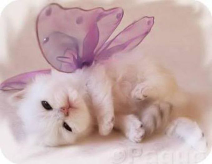 Violet butterfly cat - Pisicute frumusele