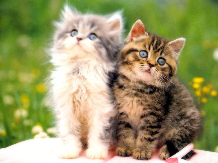 Pui de pisici la tara-de vanzare - Pisicute frumusele