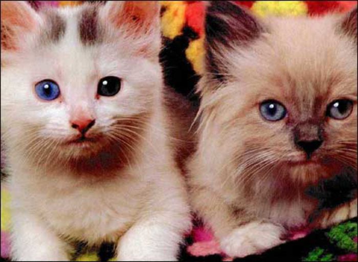 2009 - poza cu pisici new - Pisicute frumusele