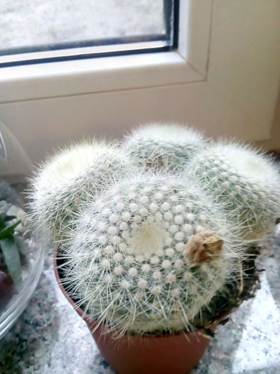 rebutia muscula