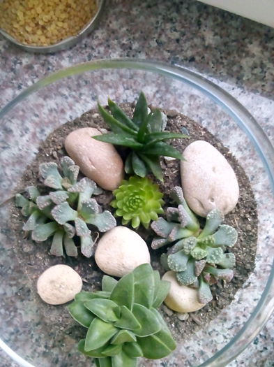 titanops,crassula springtime,alworthia black jam