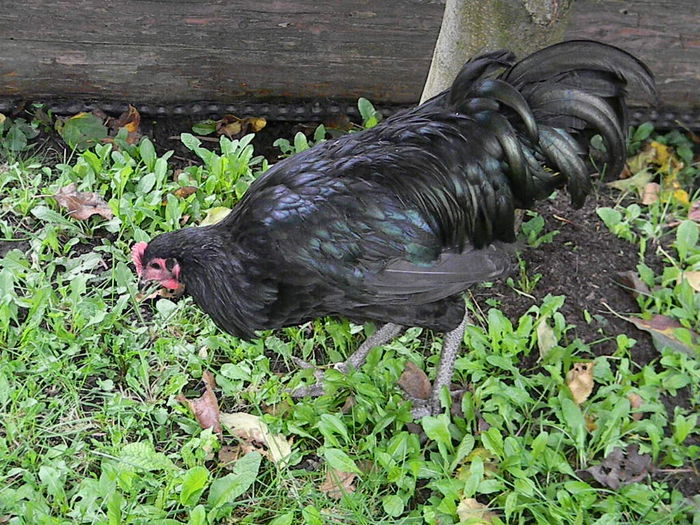 Australorp Negru