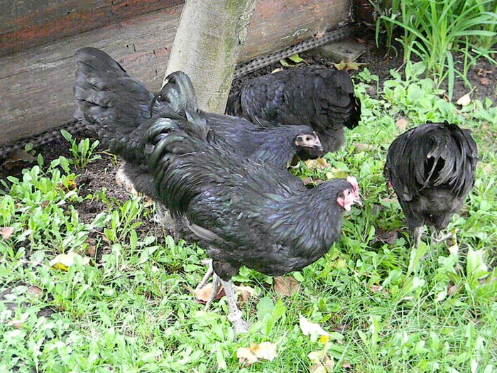 Australorp Negru