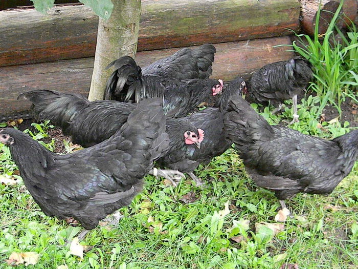 Australorp Negru