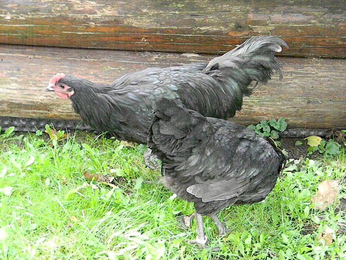 Australorp Negru - Australorp Negru