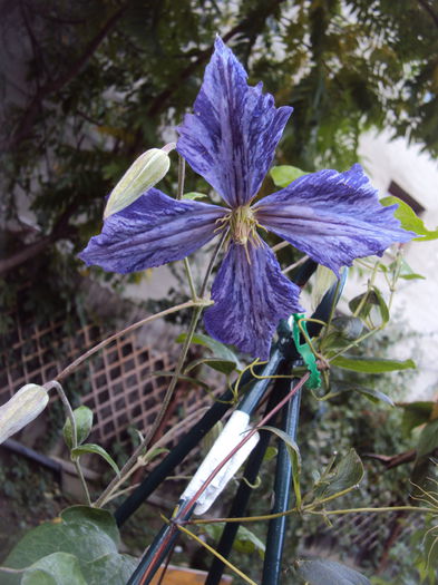 Tie Dye mai zgribulita