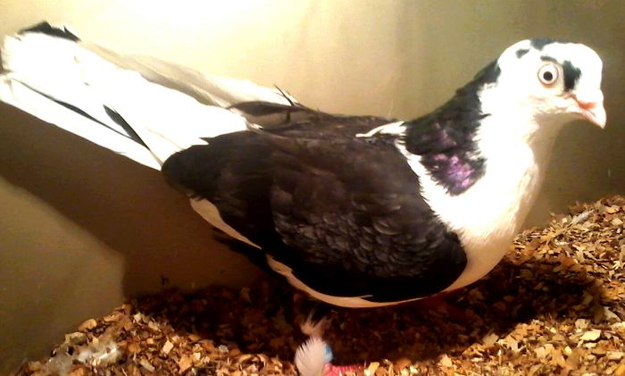 moriscar tare ramas sus 27 09 2015