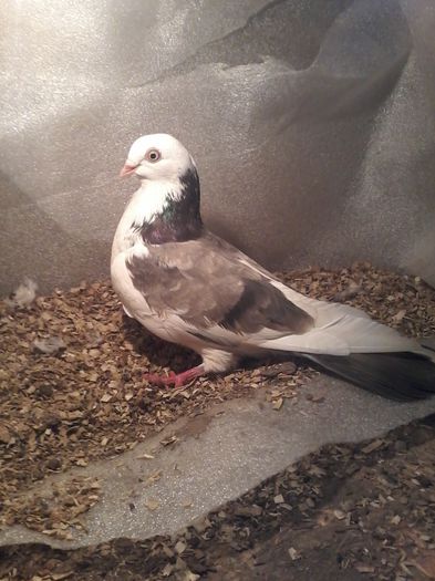 moriscara ramasa sus 27 09 2015