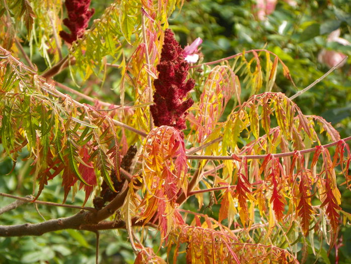 rhus typhina - Copacei si arbusti 2015