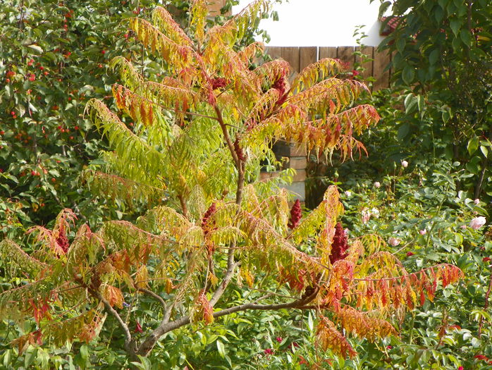 rhus typhina - Copacei si arbusti 2015
