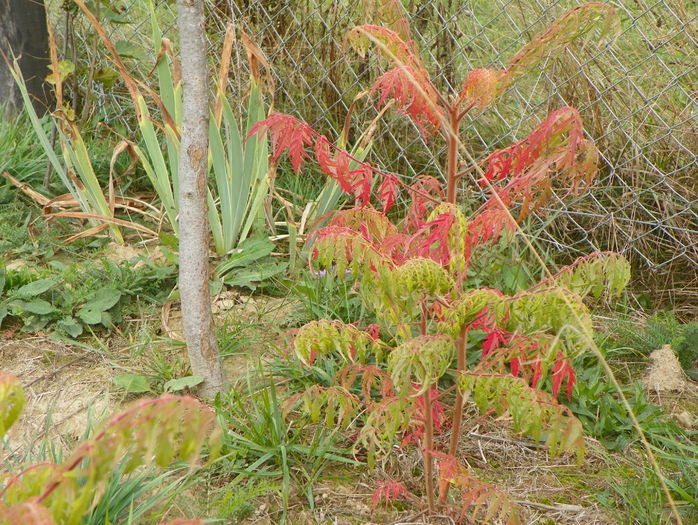 rhus typhina - z-Dobarland 2015